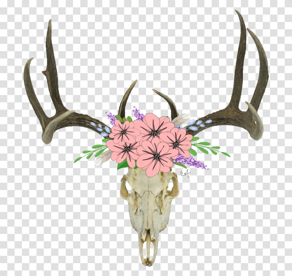 Deer Skull, Antler, Plant, Flower, Blossom Transparent Png