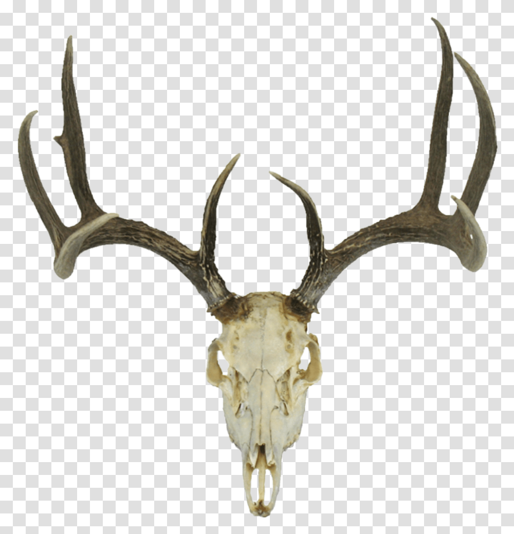 Deer Skull Drawing Earth Clipart Deer Skull Background, Antler, Antelope, Wildlife, Mammal Transparent Png