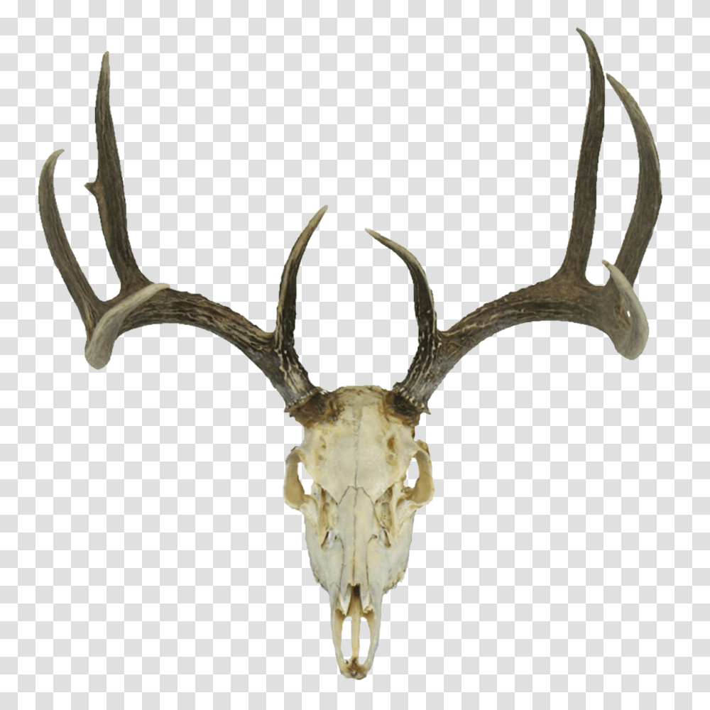 Deer Skull Transparent Png