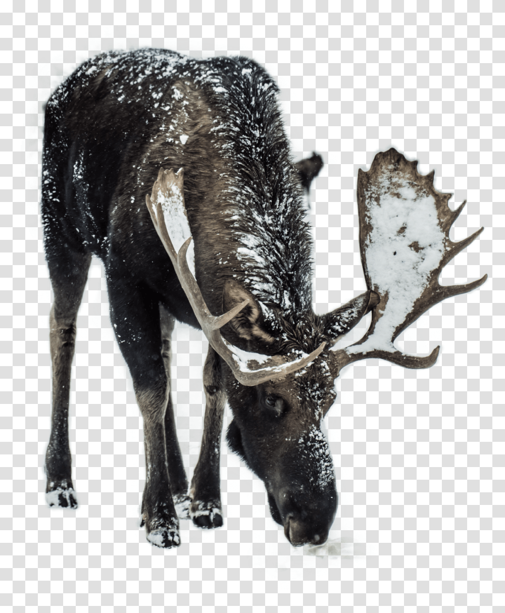 Deer Snow Snowman Snowwhite Deerseason Horns Animals Eating Road Salt, Wildlife, Mammal, Antler, Elk Transparent Png