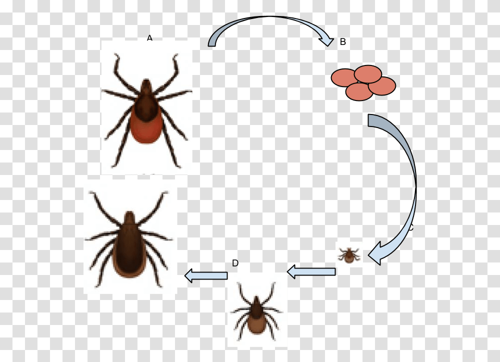 Deer Tick Life Cycle 3 Deer Ticks Ixodes Scapularis, Insect, Invertebrate, Animal Transparent Png