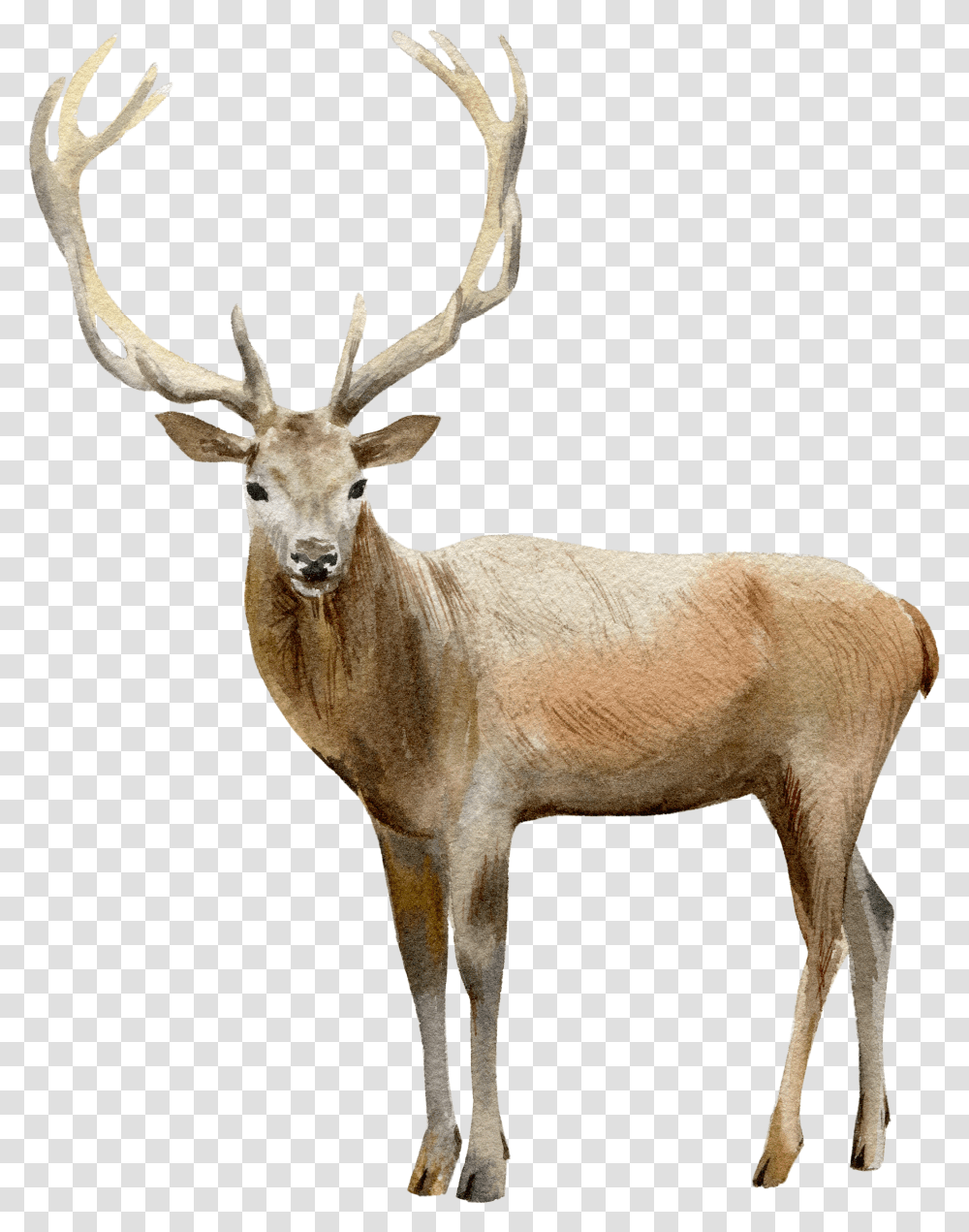 Deer Transparent Png