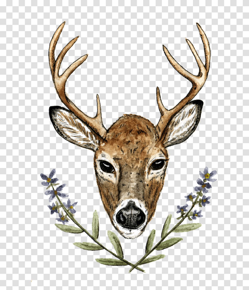 Deer Wedding, Antelope, Wildlife, Mammal, Animal Transparent Png