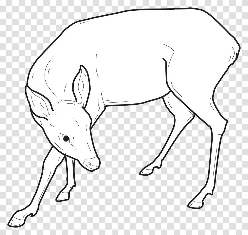 Deer, Wildlife, Animal, Mammal, Aardvark Transparent Png