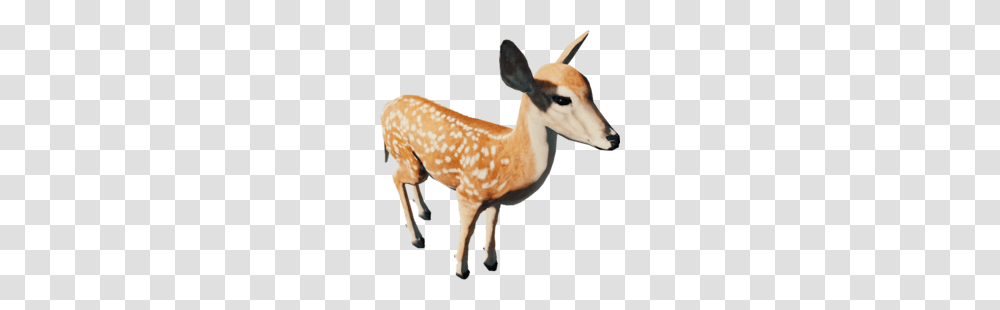 Deer, Wildlife, Animal, Mammal, Antelope Transparent Png