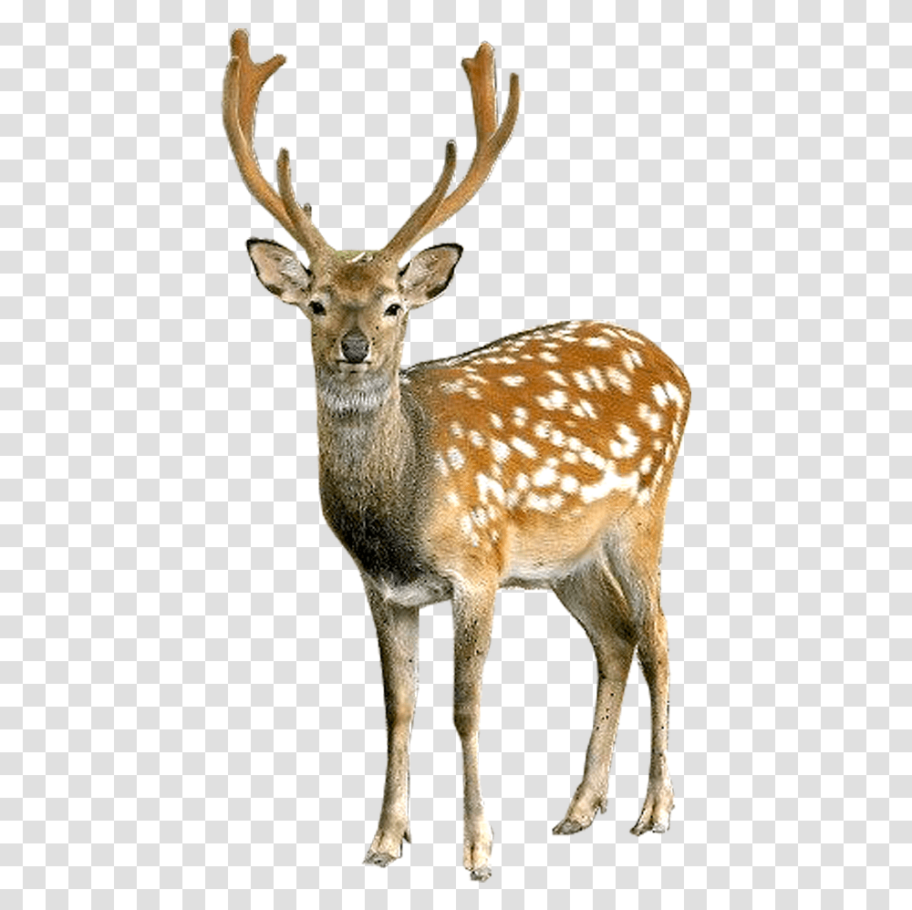 Deer, Wildlife, Mammal, Animal, Antelope Transparent Png