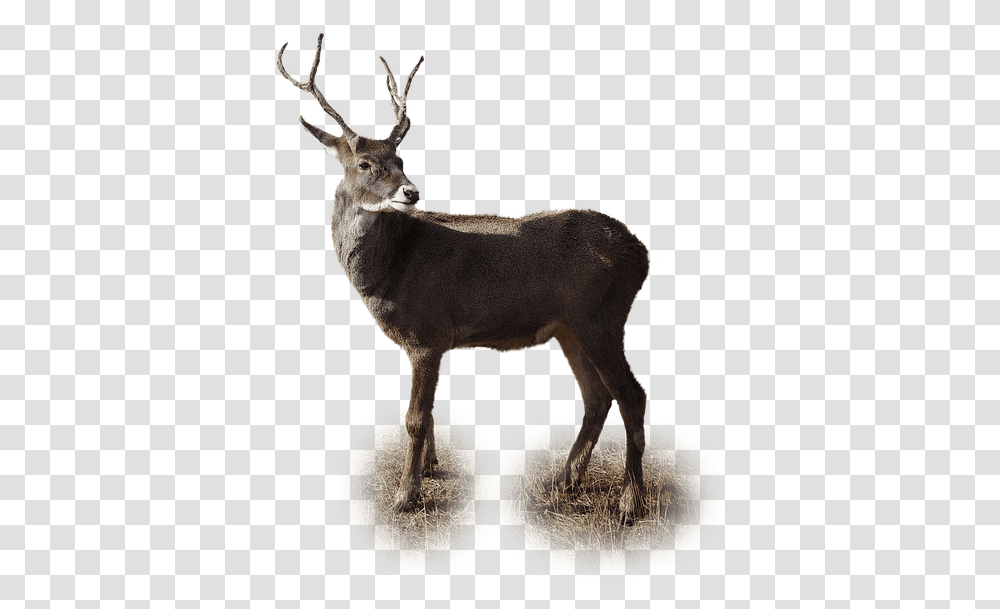 Deer Winter, Antelope, Wildlife, Mammal, Animal Transparent Png