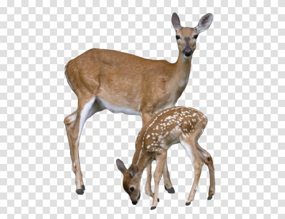 Deer With Baby Deer, Wildlife, Mammal, Animal, Antelope Transparent Png
