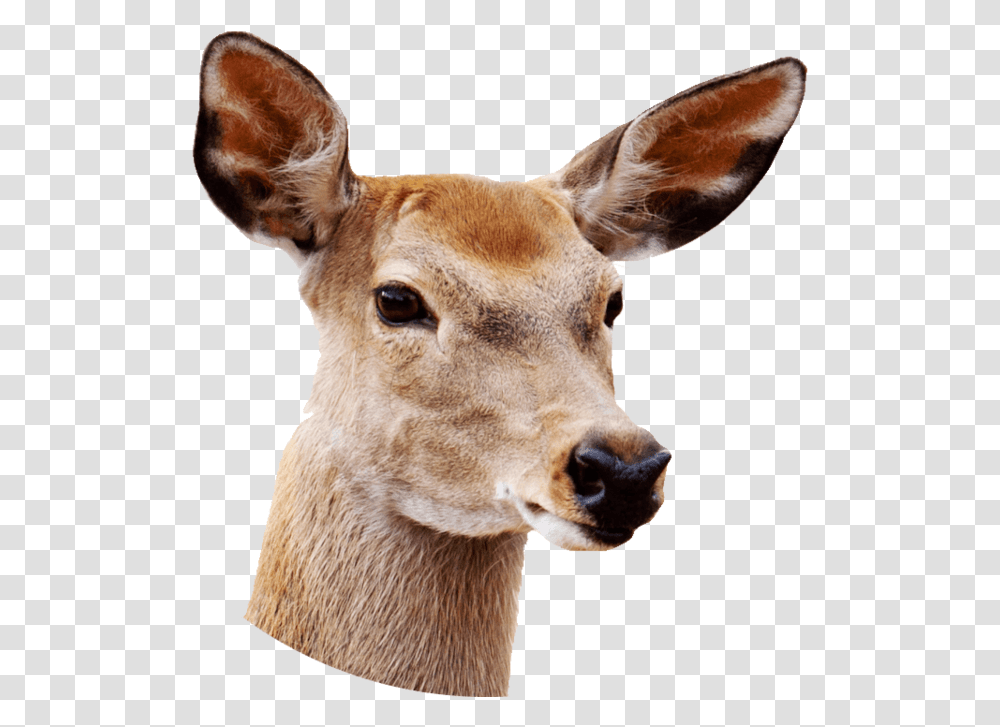 Deer With White Background, Wildlife, Mammal, Animal, Antelope Transparent Png