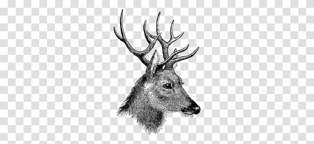 Deer Young, Elk, Wildlife, Mammal, Animal Transparent Png