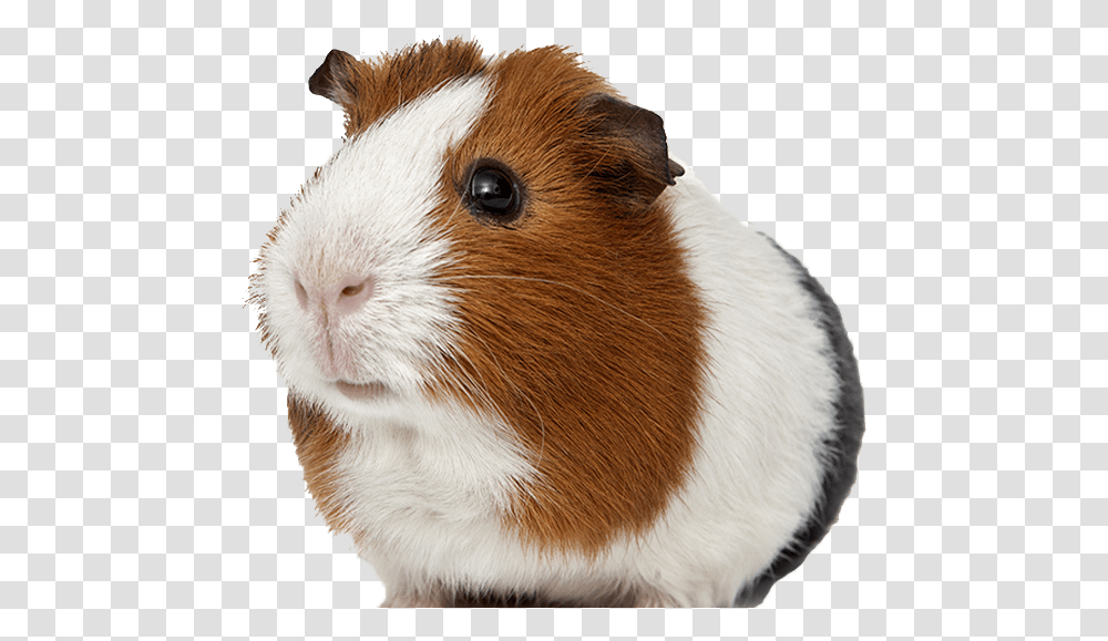 Default Guinea Pig Background Full Size Guinea Pig Background, Rodent, Mammal, Animal, Pet Transparent Png