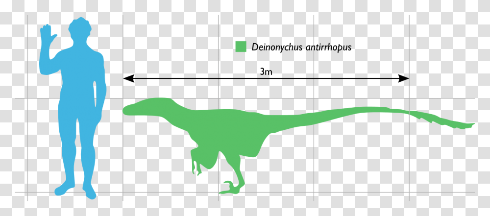 Deinonychus Compared To Human, Person, Dinosaur, Reptile, Animal Transparent Png