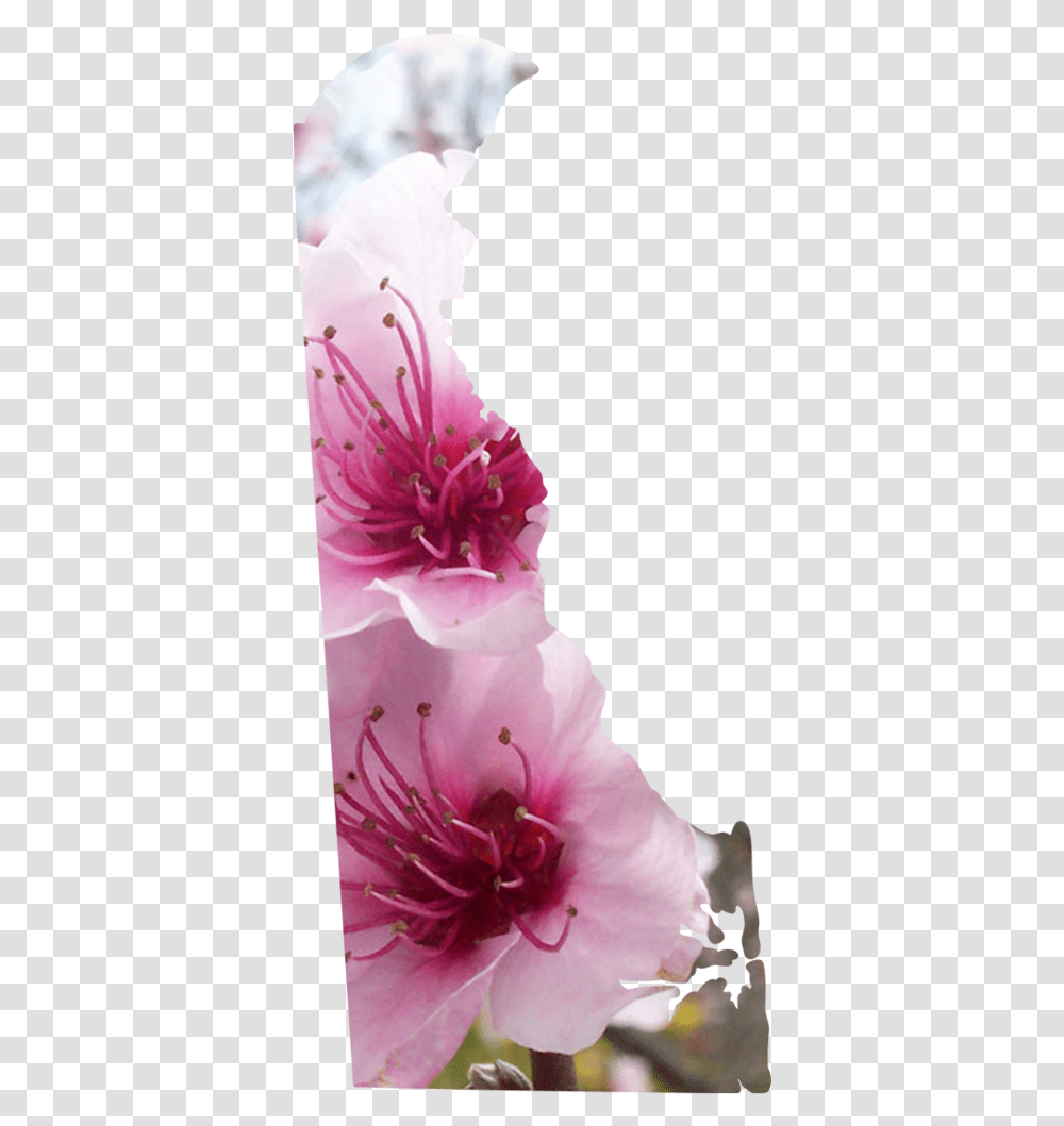 Delaware Cherry Blossom, Plant, Flower, Geranium, Pollen Transparent Png
