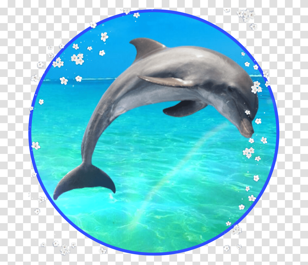 Delfin Delphin Toleib Picsart Sticker Common Bottlenose Dolphin, Mammal, Sea Life, Animal, Shark Transparent Png
