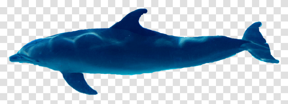 Delfin Dolphin Whale, Sea Life, Animal, Mammal, Shark Transparent Png