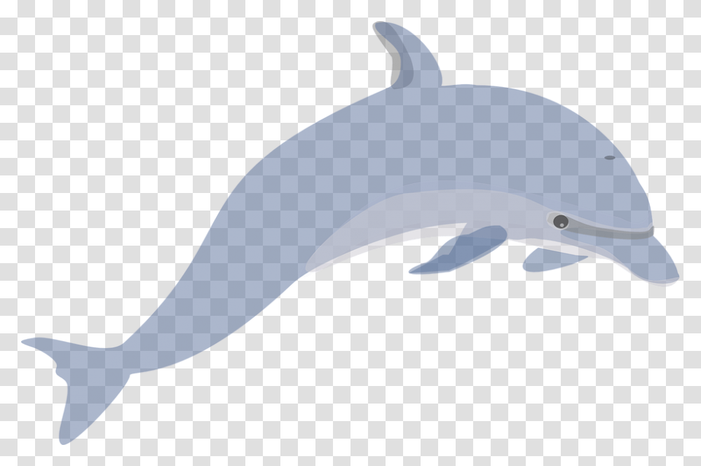 Delfn Mamferos Natacin Lindo Animales Mar Dolphin Clip Art Grey, Sea Life, Mammal Transparent Png