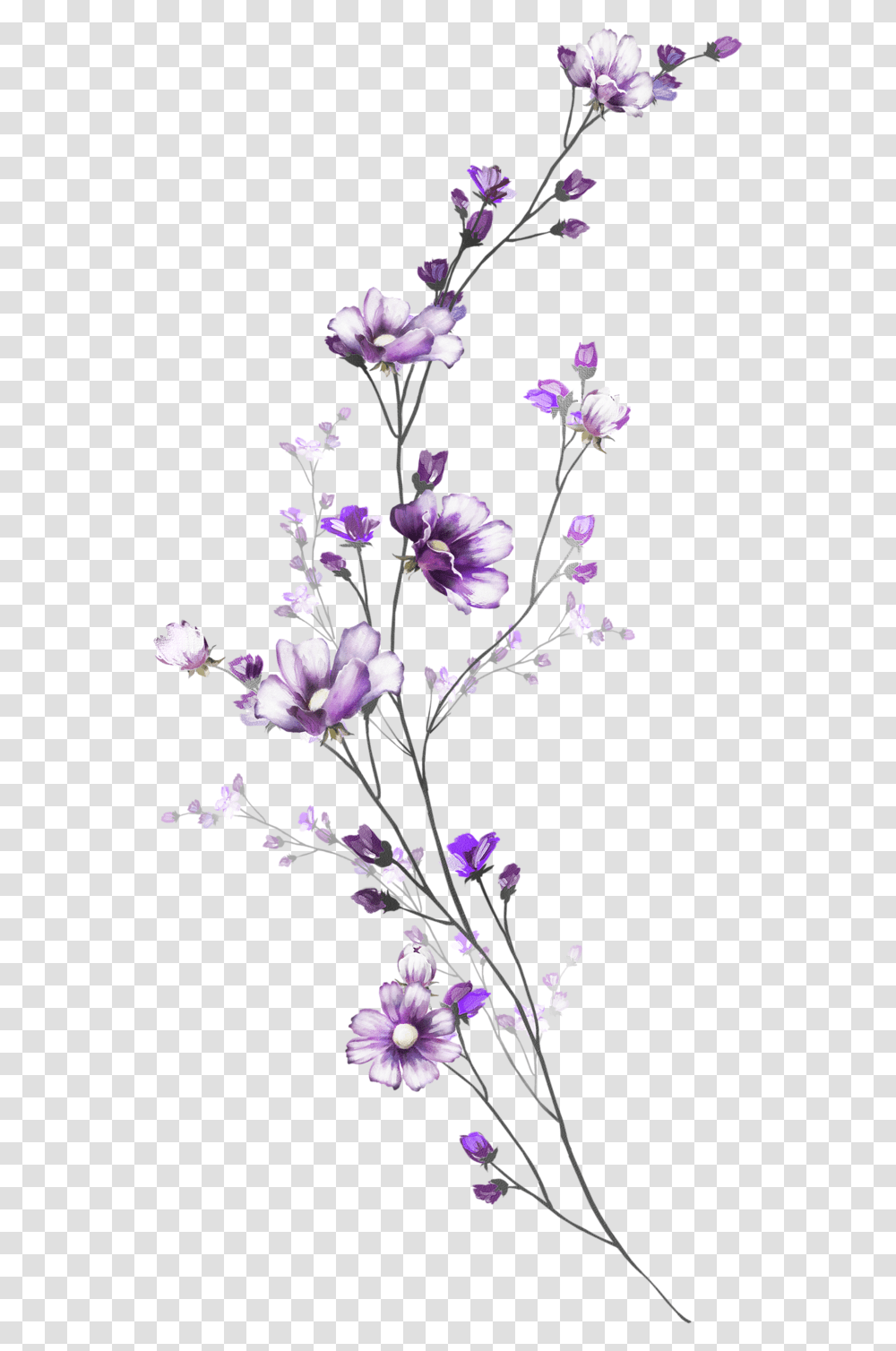 Delicate Flower Paintings, Plant, Blossom, Vase Transparent Png