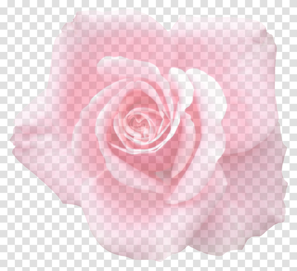 Delicate Pink Rose Bud Up Free Image Rosa Rosa Claro, Flower, Plant, Blossom Transparent Png