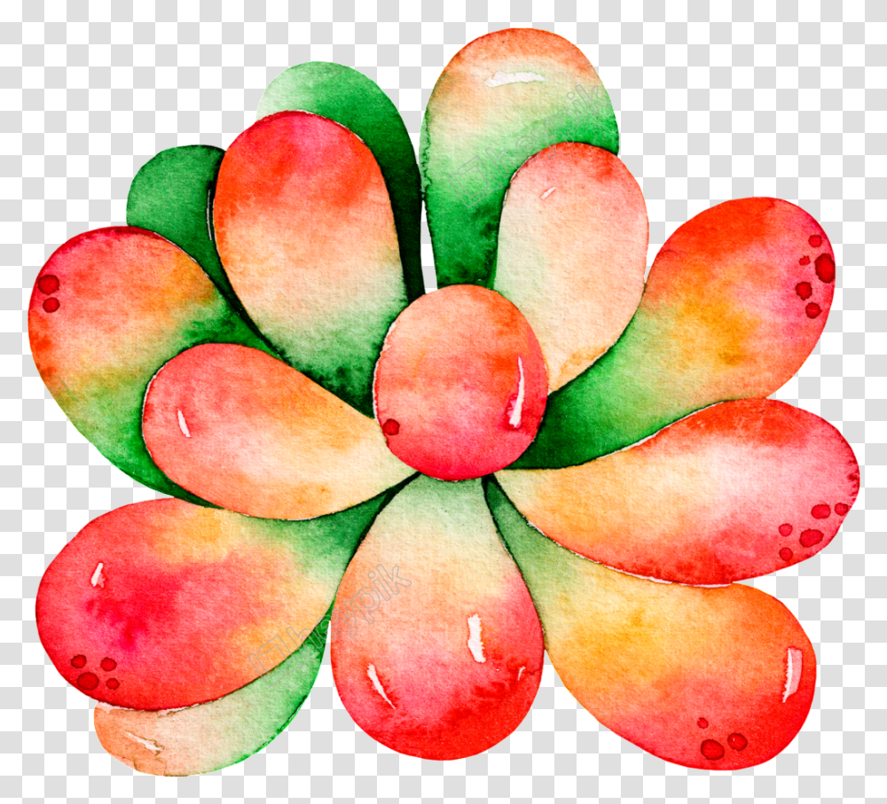 Delicate Succulent Free Download Files Watercolor Succulent, Plant, Fruit, Food, Tree Transparent Png