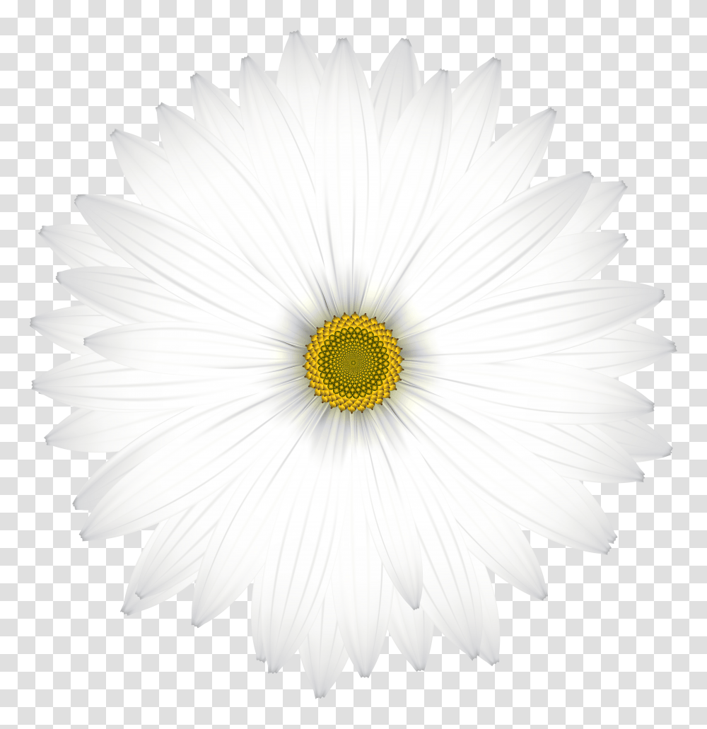 Delicate White Daisy Clip Art Gallery Transparent Png
