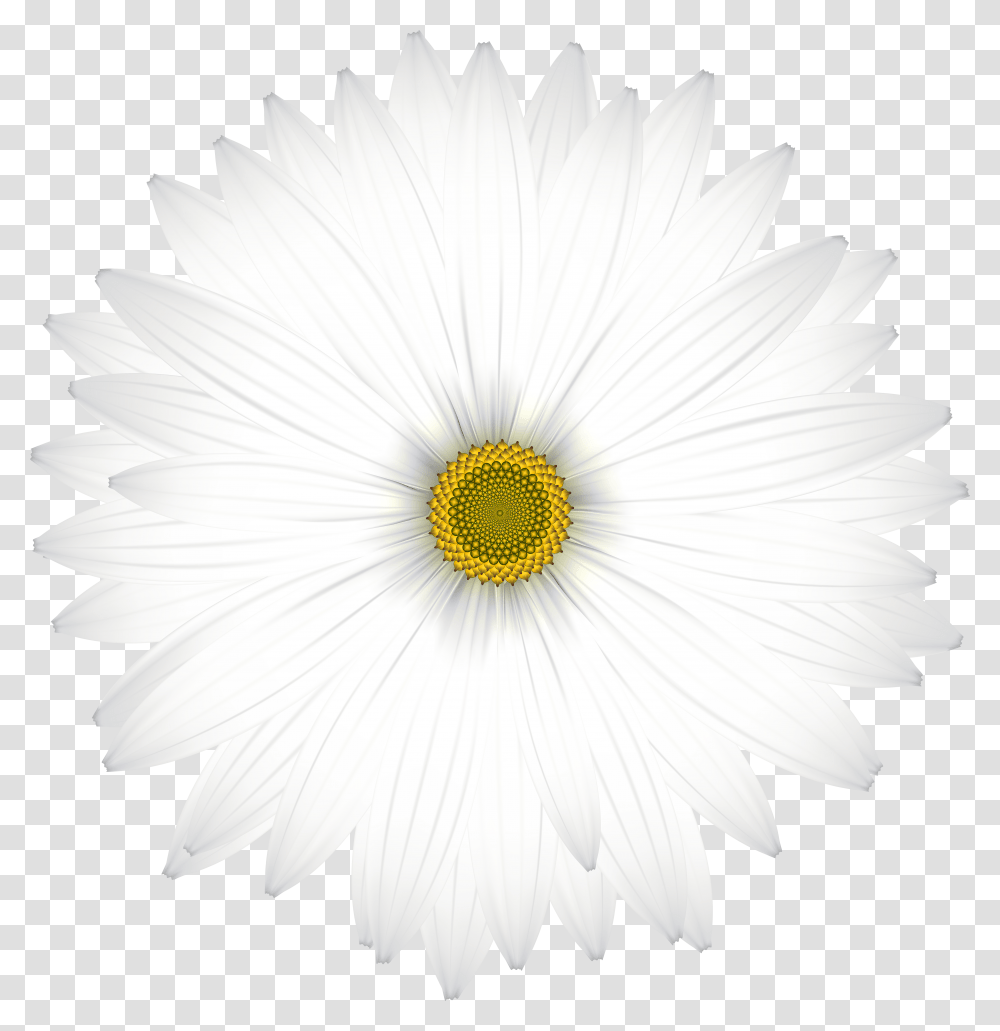 Delicate White Daisy Clip Art Image Hp 1010 Clutch Gear Transparent Png