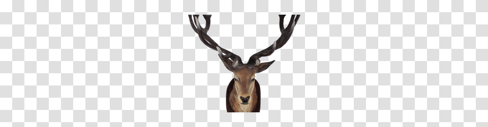 Delta Airlines Image, Antelope, Wildlife, Mammal, Animal Transparent Png