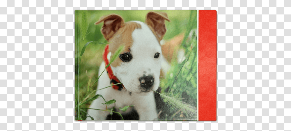 Deluxe Journal Puppy American Staffordshire Terrier, Dog, Pet, Canine, Animal Transparent Png