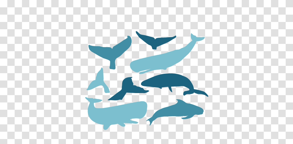 Deluxe Whale Silhouette Clip Art Whale Tail Clipart Clipartsgram, Animal, Sea Life, Mammal, Water Transparent Png