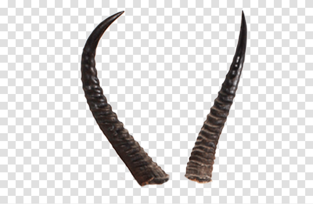 Demon Horns Horn, Antelope, Wildlife, Mammal, Animal Transparent Png