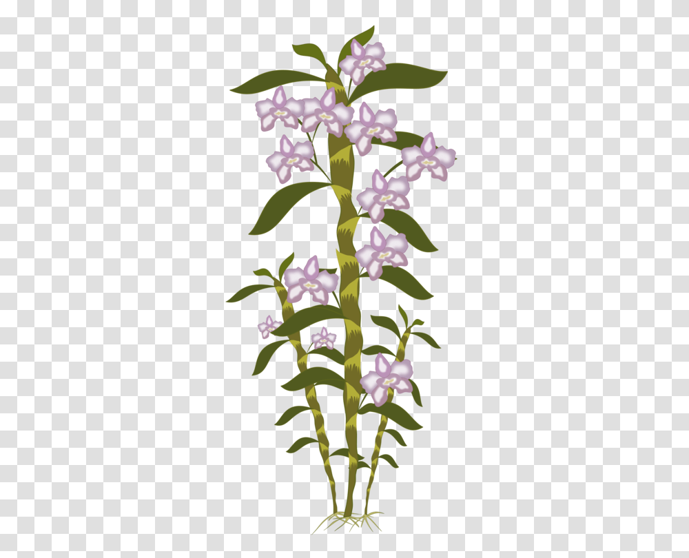 Dendrobium Computer Icons Cut Flowers Company Free, Plant, Blossom, Acanthaceae, Orchid Transparent Png