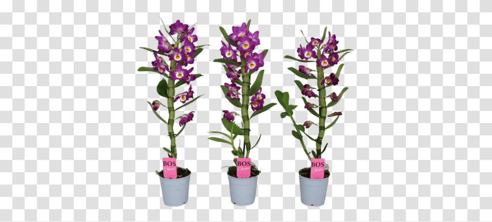 Dendrobium Nobil Beautiful And Richly Flowering Florastore Flowerpot, Plant, Blossom, Flower Arrangement, Ornament Transparent Png
