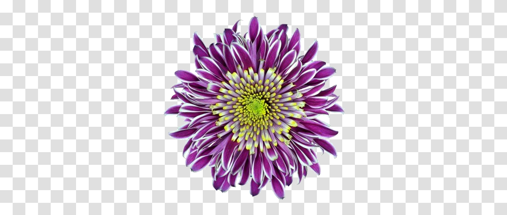 Denigma Media Image Chrysanthemum Flowerpurplewithlime Chrysanthemum, Dahlia, Plant, Blossom, Petal Transparent Png