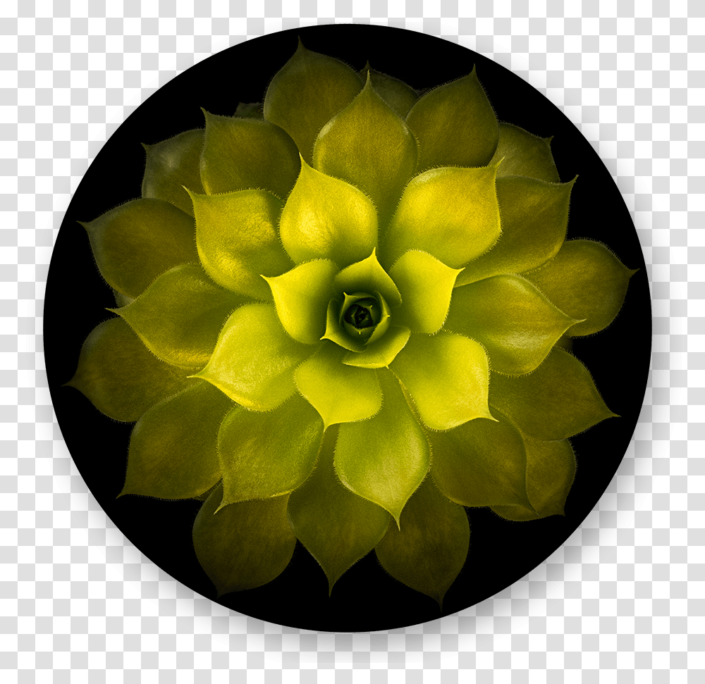 Denis Frolov Sempervivum Gold Nugget Artificial Flower, Plant, Ornament, Rose, Pattern Transparent Png