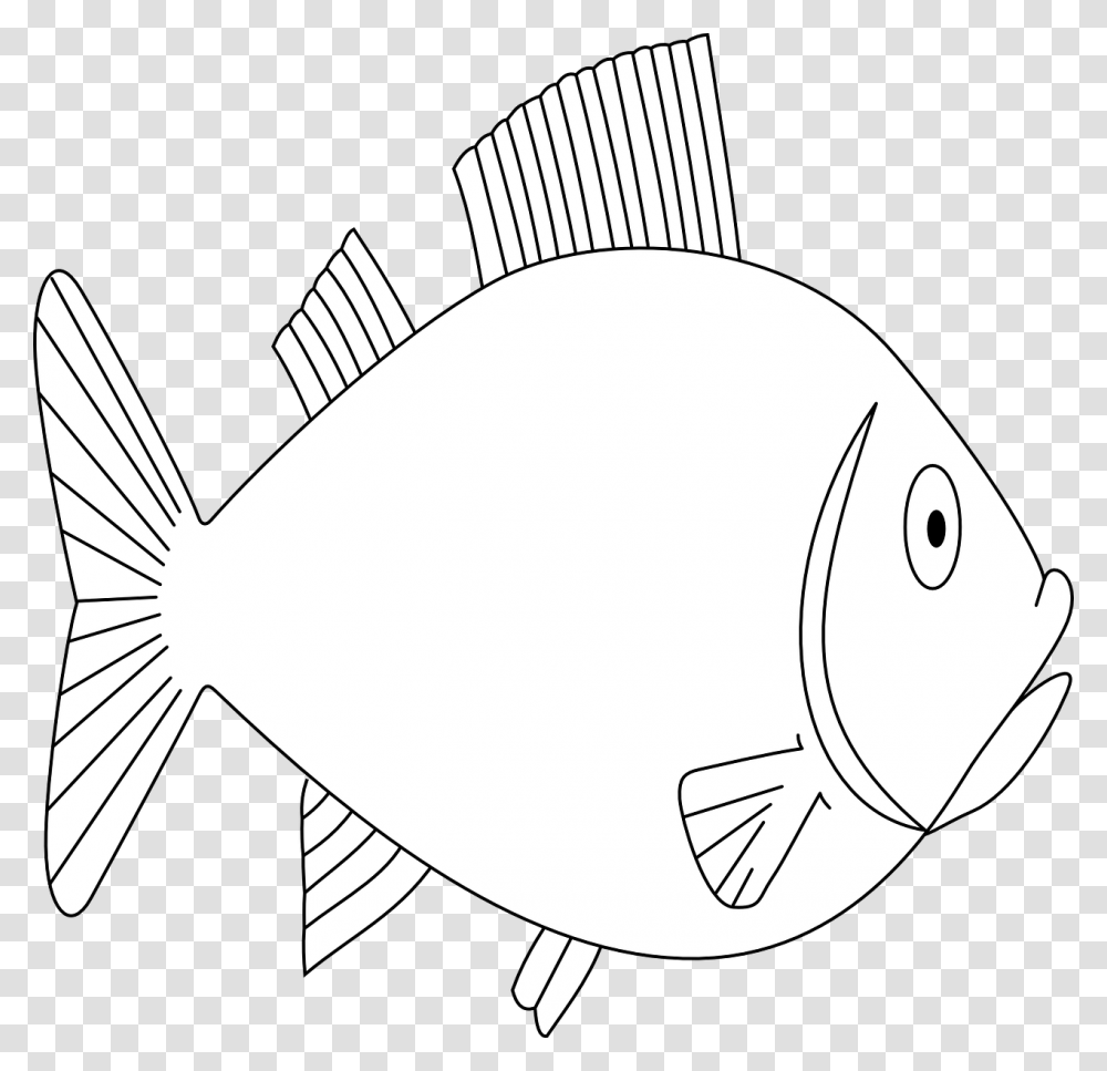 Deniz Alt Balk, Fish, Animal, Sea Life, Surgeonfish Transparent Png