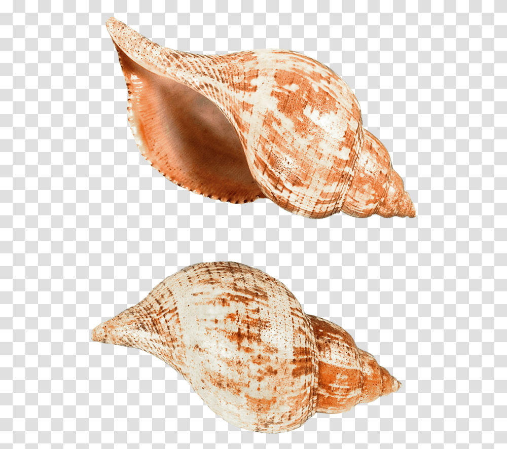 Deniz Kabuu, Conch, Seashell, Invertebrate, Sea Life Transparent Png