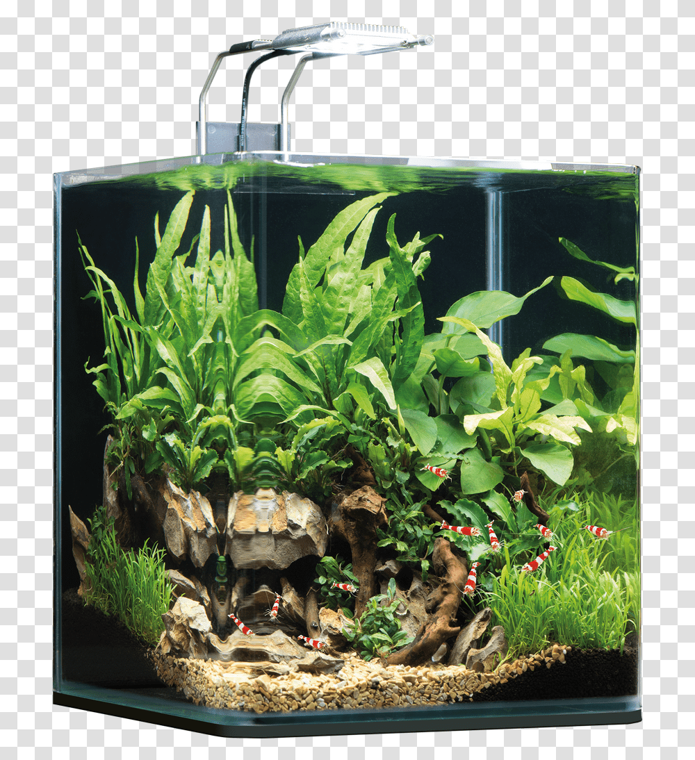 Dennerle Nano Cube, Water, Aquarium, Sea Life, Animal Transparent Png