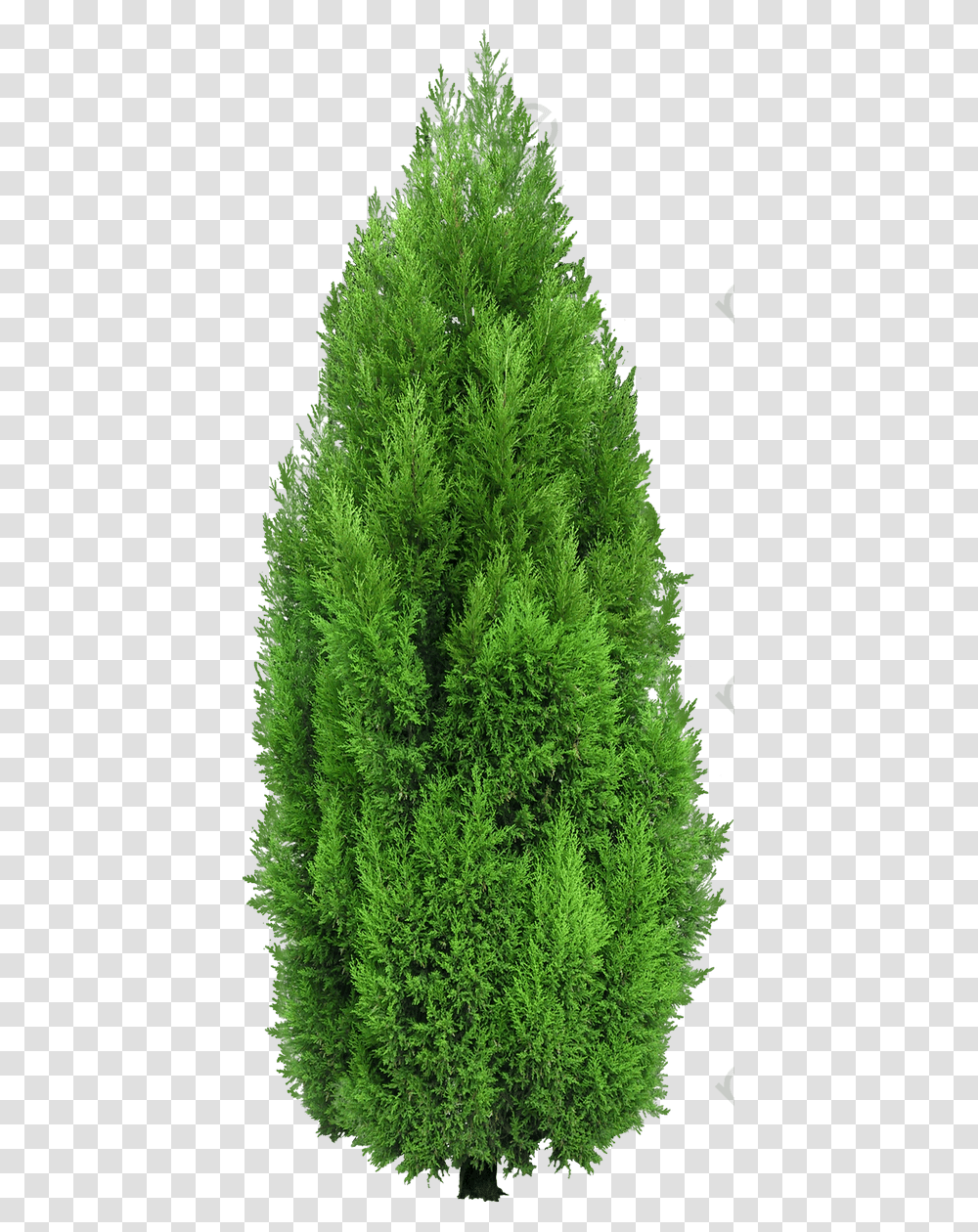 Dense Green Pine Needles Cypress Tree, Plant, Fir, Abies, Conifer Transparent Png