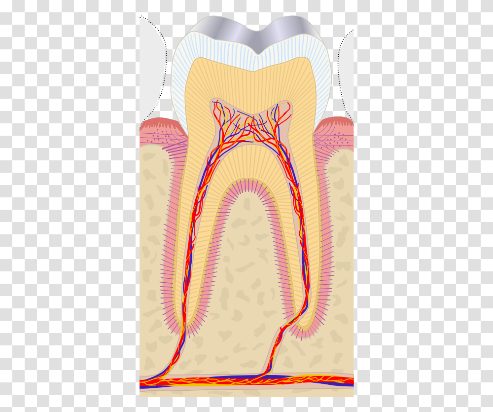 Dental Pulp Cap, Pattern, Plot, Diagram, Veins Transparent Png