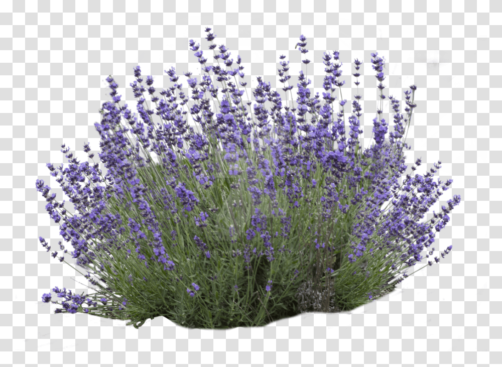 Dentataflowering Lavendercommon Sagefrench Plant Lavender Bush No Background, Iris, Blossom Transparent Png