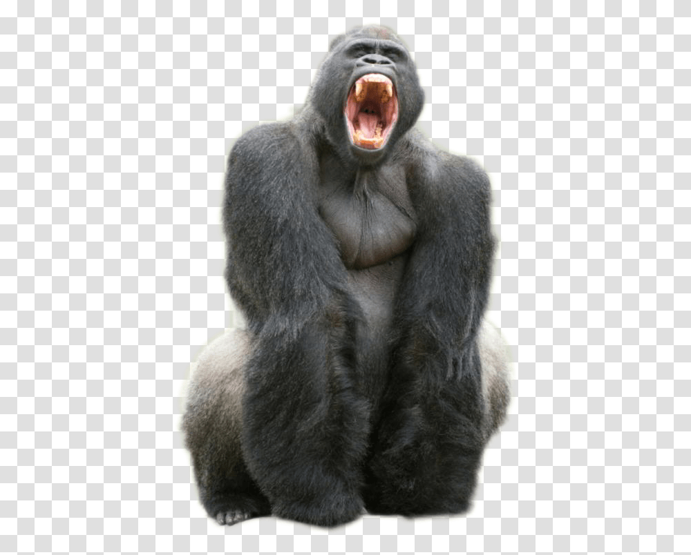 Denti Del Gorilla, Ape, Wildlife, Mammal, Animal Transparent Png