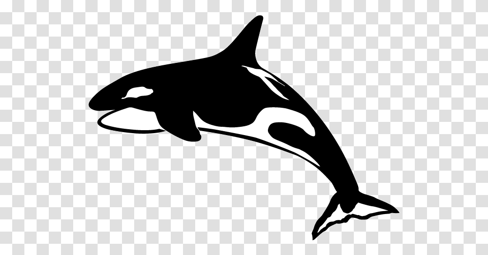 Dentist Bellingham Wa Killer Whale, Sea Life, Animal, Mammal, Orca Transparent Png