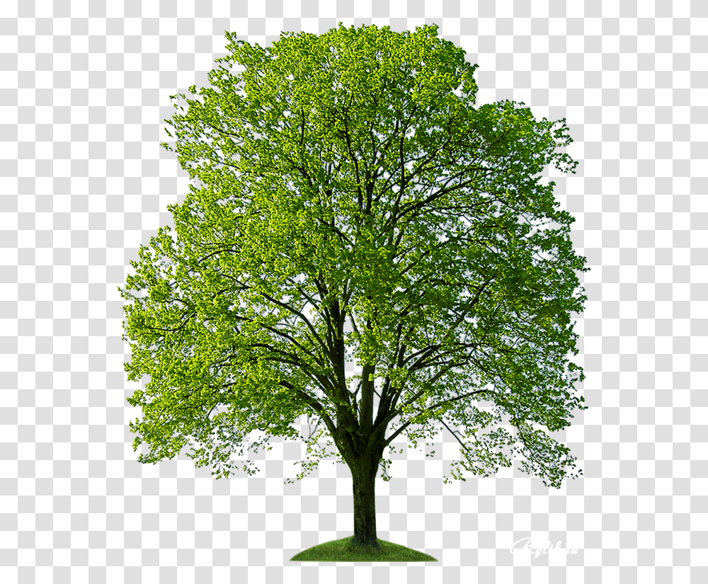 Derevo Klipart Trees For Photoshop Hd, Plant, Tree Trunk, Grass, Oak Transparent Png