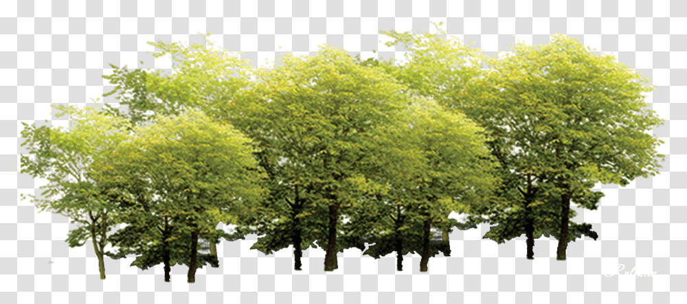 Derevya Na Prozrachnom Fone, Plant, Tree, Maple, Vegetation Transparent Png