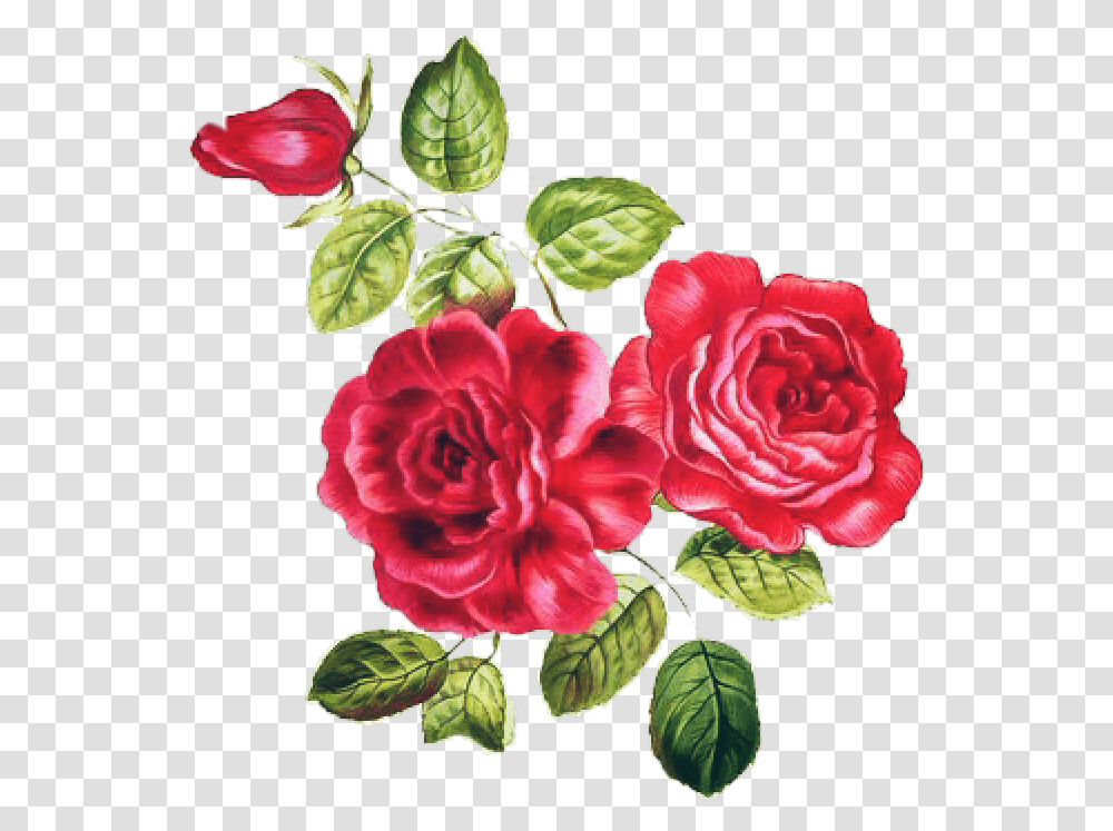 Desafio Adesivo Art Flores Rosas Nature Natureza Arte Flores, Plant, Flower, Blossom, Rose Transparent Png