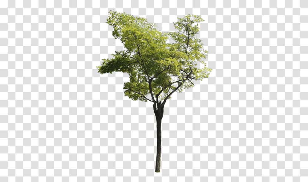 Descarga El Arbol Que Te Guste Tree, Plant, Maple, Leaf, Tree Trunk Transparent Png