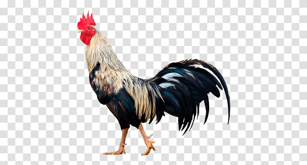 Descripcion Rooster With White Background, Chicken, Poultry, Fowl, Bird Transparent Png