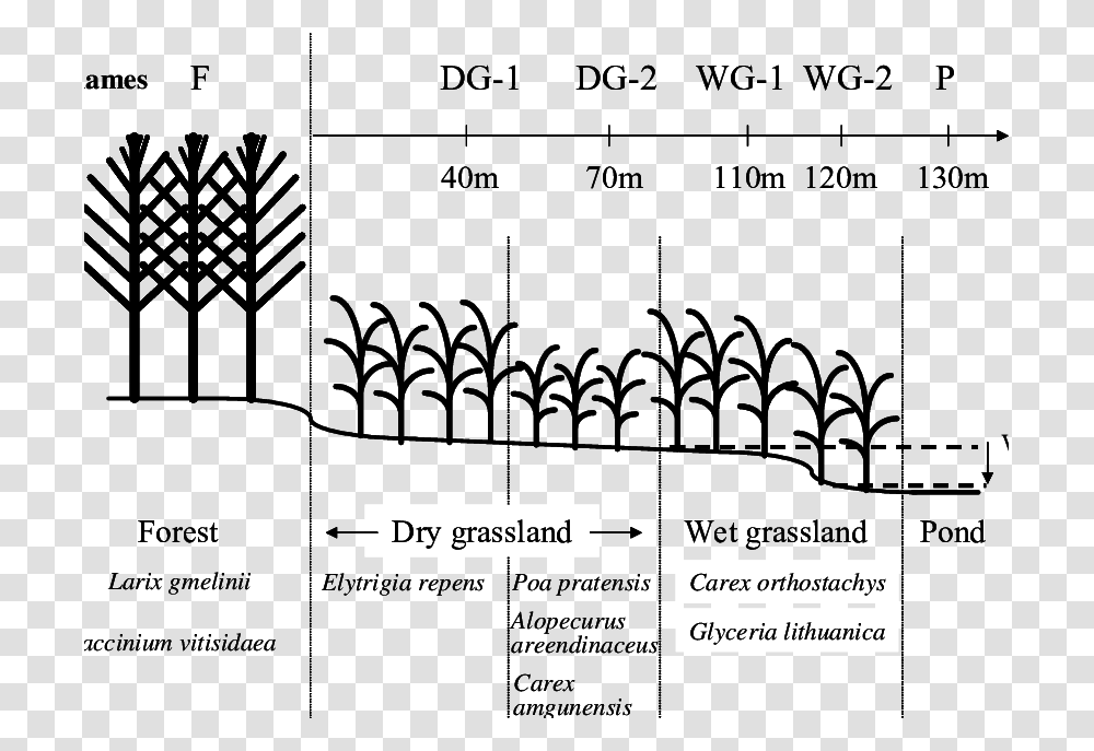 Description Of The Transect In The Neleger Alas Study Illustration, Label, Number Transparent Png