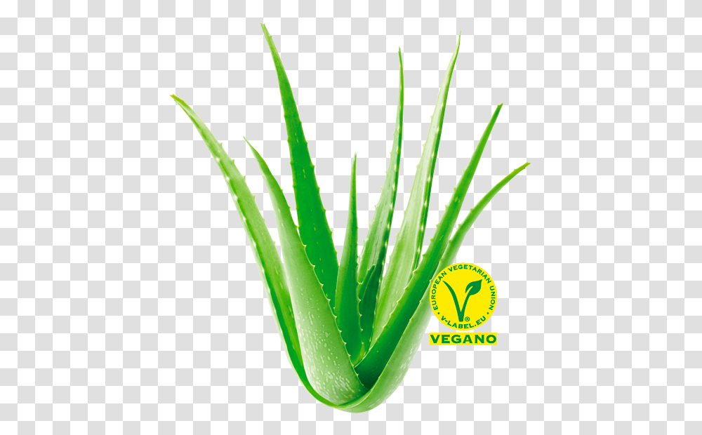 Descubre Las Propiedades Del Aloe Vera Las Coronas Agave, Plant, Pineapple, Fruit, Food Transparent Png