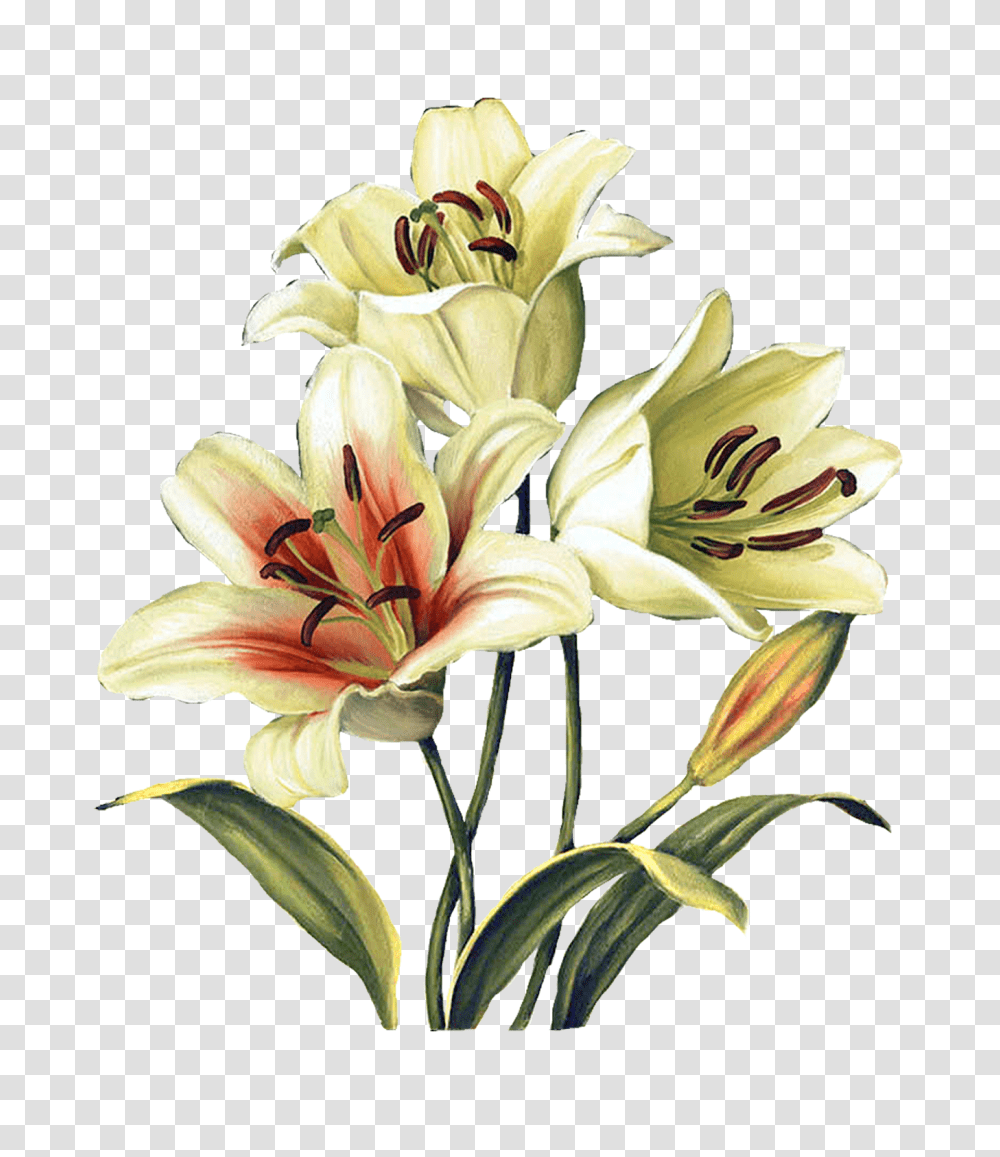 Desen In Flowers Lisa, Plant, Blossom, Lily, Amaryllis Transparent Png