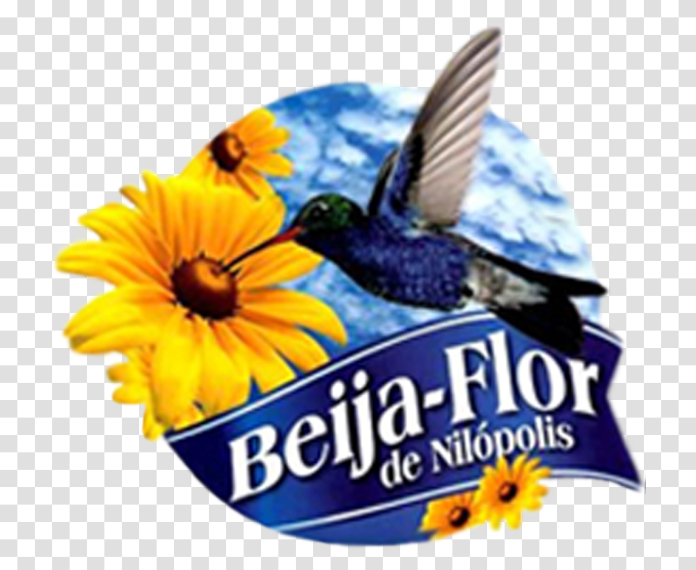 Desenho Da Beija Flor Milopolis, Bird, Animal, Jay, Flower Transparent Png